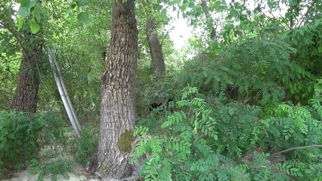 Сазаний остров | Рыбалка с ночевкой | Отличный улов смотреть онлайн