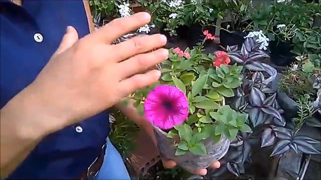 Como CUIDAR PETUNIAS смотреть онлайн