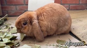 КАКИЕ ЗВУКИ ИЗДАЮТ КРОЛИКИ/ ЖУЖЖАНИЕ, ТОПОТ, РЫЧАНИЕ, СКРИП, СТУЧАТ ЗУБАМИ