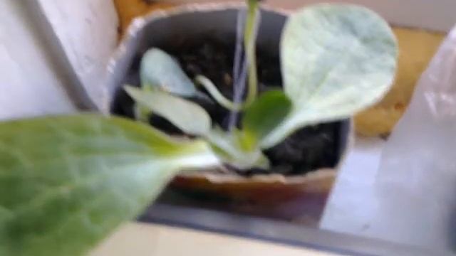 Результаты всех сделанных прививок арбузов дынь на тыкву или кабачок смотреть онлайн