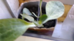 Результаты всех сделанных прививок арбузов дынь на тыкву или кабачок