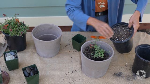 How To Plant California Native Plants in Containers смотреть онлайн