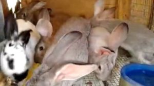 Миксоматоз у кроликов – лечение, симптомы, вакцинация.