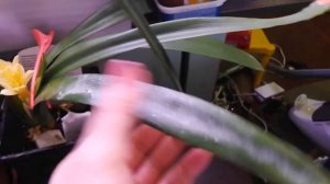 Застрявший цветонос у кливии.