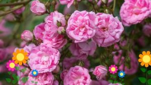 Роза плетистая Super Dorothy. Краткий обзор, описание характеристик, где купить саженцы