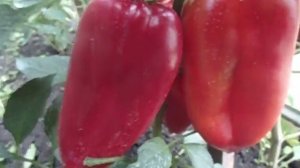 СЛАДКИЙ ПЕРЕЦ. КРУПНОПЛОДНЫЙ ПЕРЕЦ БОГАТЫРЬ. ОБЗОР. Ольга Чернова.