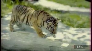 Шоколад Kinder: Мама может сделать любой день солнечным (2011)