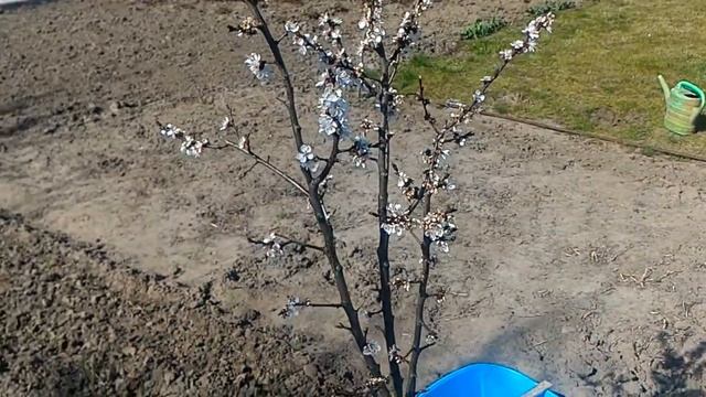 Борьба с жуком-цветоедом "Аленкой" лучший способ борьбы бронзовка мохнатая, алёнка! Все просто. смотреть онлайн