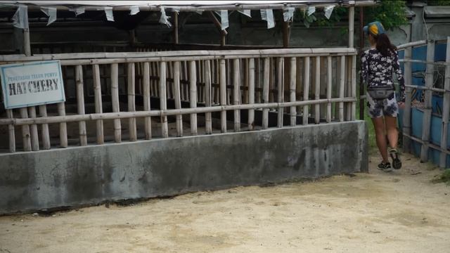 Морские черепахи: в детский сад или сдохнешь! // Всё как у зверей #75 смотреть онлайн