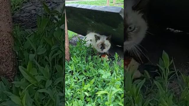 Выкинули как тряпку.. 🤨😥😠. Люди зачем???? 😥😥 смотреть онлайн