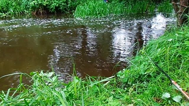 Рыбалка на ручье , голавль и караси тоже любят кукурузу. смотреть онлайн