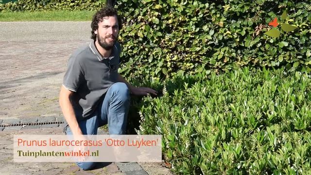 Prunus Laurocerasus 'Otto Luyken' Of Laurier - Informatie