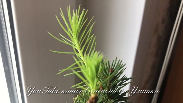 ВЕСНА НАСТУПИЛА ЗИМОЙ // 2 ГОДА 1 МЕСЯЦ ДОМА // Елочка Picea glauca Conica // Пицея глаука Коника смотреть онлайн