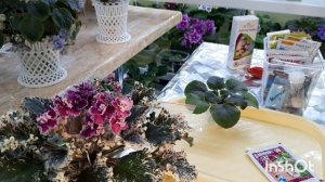 Рассказываю "+" и "-" препаратов для обработки фиалок, как их применять и что такое "баковая смесь"