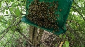 Дупло с дикими пчелами. Контроль ловушек. Снимаем рои.