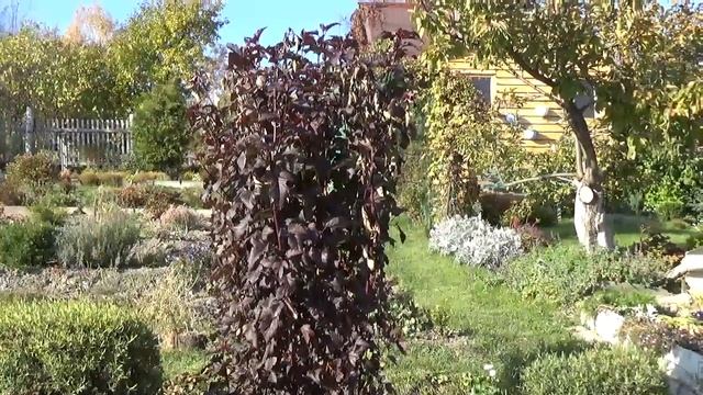 Какие растения выдерживают заморозки - 6 . смотреть онлайн