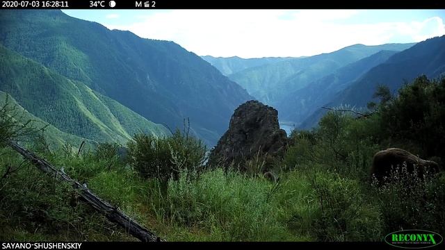 Животный мир Саяно-Шушенского заповедника смотреть онлайн