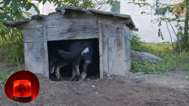 5 Sonidos que los Perros ODIAN 🐶 Sonidos Para Perros смотреть онлайн
