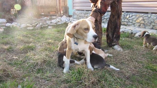 Крик Зайца. смотреть онлайн