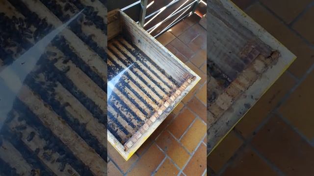 обработка пчёл муравьиной кислотой 75% часть 2 смотреть онлайн