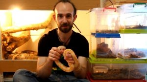 КАК УГОВОРИТЬ РОДИТЕЛЕЙ КУПИТЬ ЗМЕЮ?!?