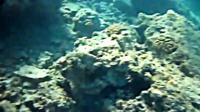 Охота на Мурен с прутиком. Красное море, Египет, Хургада смотреть онлайн