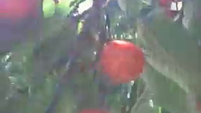 ЧЕРЕШЕНКА смотреть онлайн