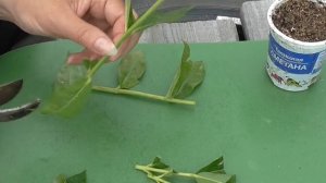 Зеленое черенкование флоксов