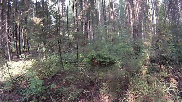 Ель с прической (Выход в лес и ель) смотреть онлайн