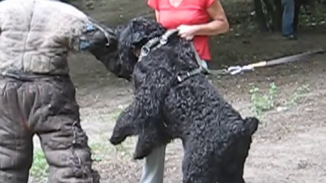 Русский черный терьер.Тренировка. смотреть онлайн