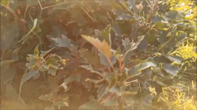 Небольшой обзор урожая! смотреть онлайн