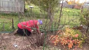 Обрезка красной смородины, осень 2016г.