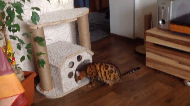 Кошка нападает на кота смотреть онлайн