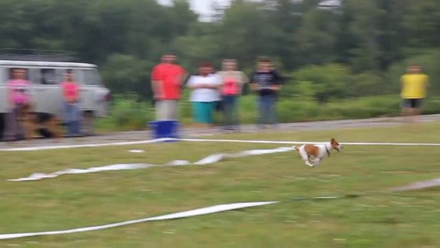 питч энд гоу джек рассел терьер смотреть онлайн