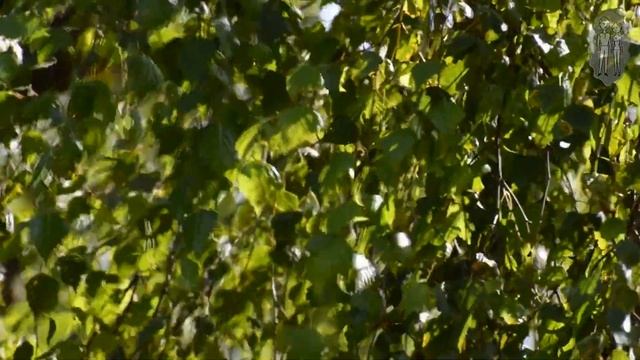 Я встретил вас - Романс, классика, русская музыка, скрипка, альт смотреть онлайн