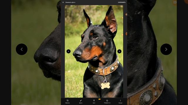 собака порода доберман смотреть онлайн