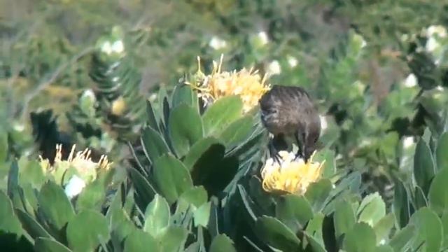 Cape Sugarbird - Filmed by Greg Morgan смотреть онлайн