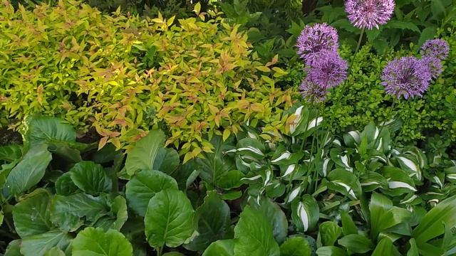 Декоративный лук в моем саду. Аллиум #цветы #дача #сад #цветники #аллиум #хоста #садвтени #дизайн смотреть онлайн