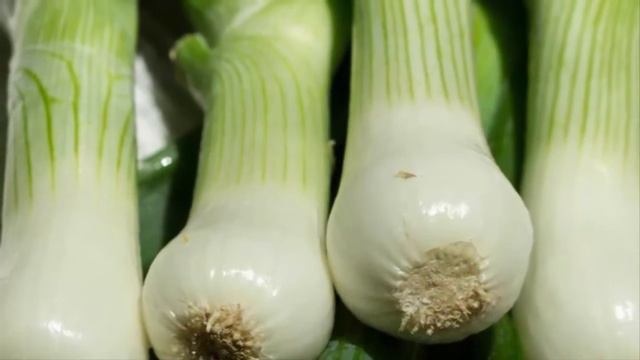 Complete Guide How To Grow Onions Easily For Beginners