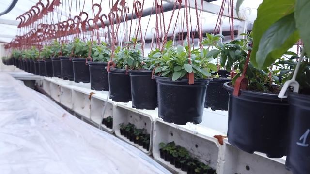 Вирус петунии, болезни цветов и вредители. смотреть онлайн