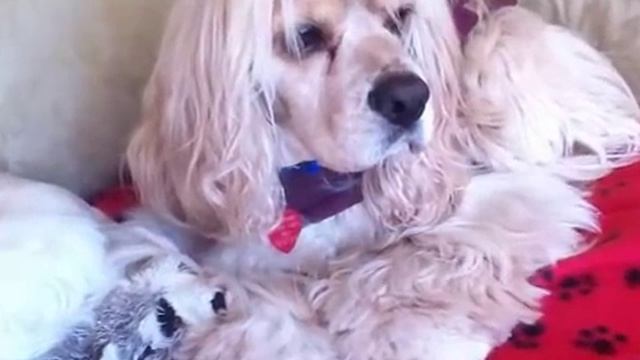 OBG Cocker Rescue - Betty & Joe смотреть онлайн