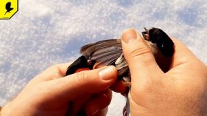 Снегирь самка и самец чем отличаются птицы?