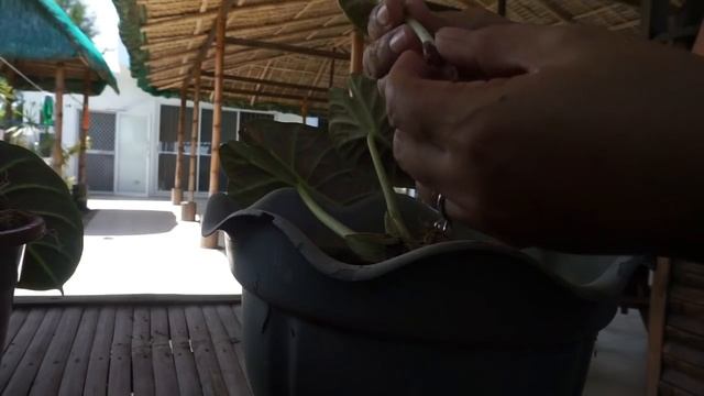 ALOCASIA BLACK VELVET Propagation | Secret to achieve Healthy, Lush & More Black Velvet babies смотреть онлайн