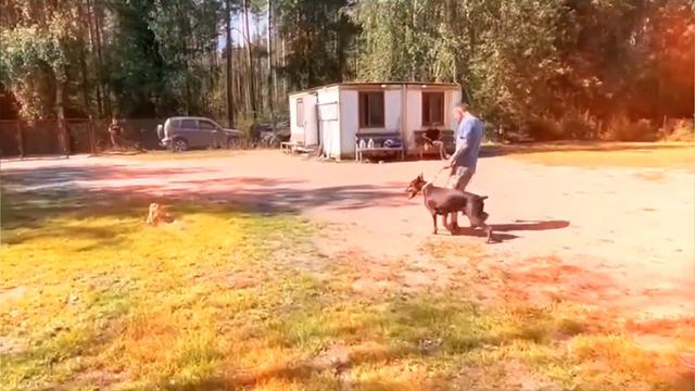 То, чем я занимаюсь по мимо Работы. Тренировки с ДОБЕРМАНОМ. смотреть онлайн