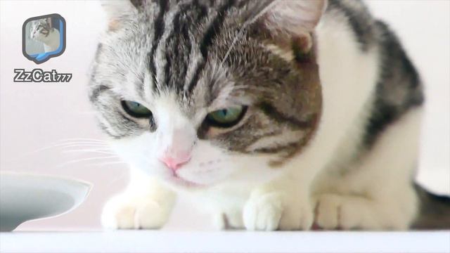 Bubble milk tea cat eating pearl milk tea смотреть онлайн