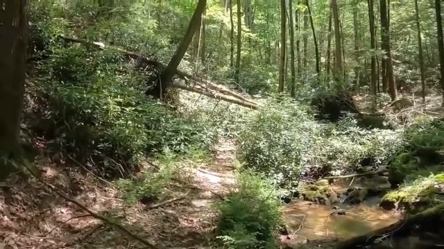 State Game Land 222,Devils Hole Schuylkill County land of the GIANTS ?#deerhunting смотреть онлайн