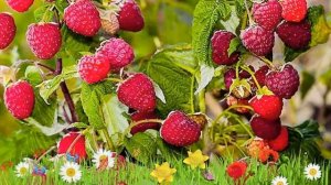 Малина ремонтантная Геракл ? Обзор: посадка и уход. крупномеры малины Геракл: описание и особенност