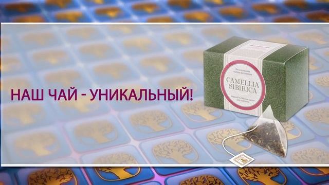 Camellia Sibirica с саган-дайлей смотреть онлайн