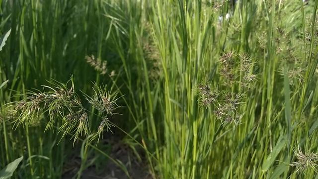 Пейзаж из травы и дерева багряника смотреть онлайн