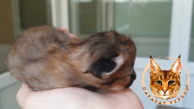 Caracat F1 from VIPLEO® 😻 Каракет Ф1 от Виплео. смотреть онлайн